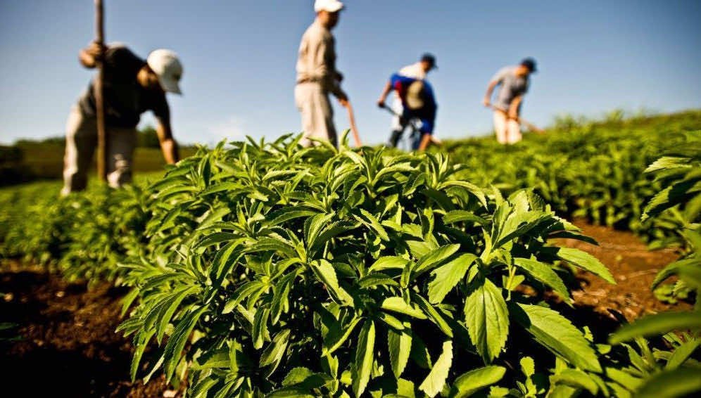 الموسم الفلاحي 2022 ـ 2023 .. نمو متوقع بنسبة 3 في المائة