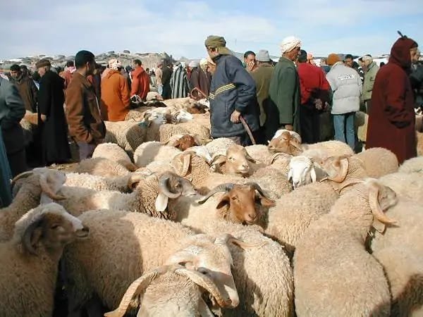 عيد الأضحى: بين وفرة الأضاحي وارتفاع الأسعار… هل يصل دعم الدولة إلى المواطن؟